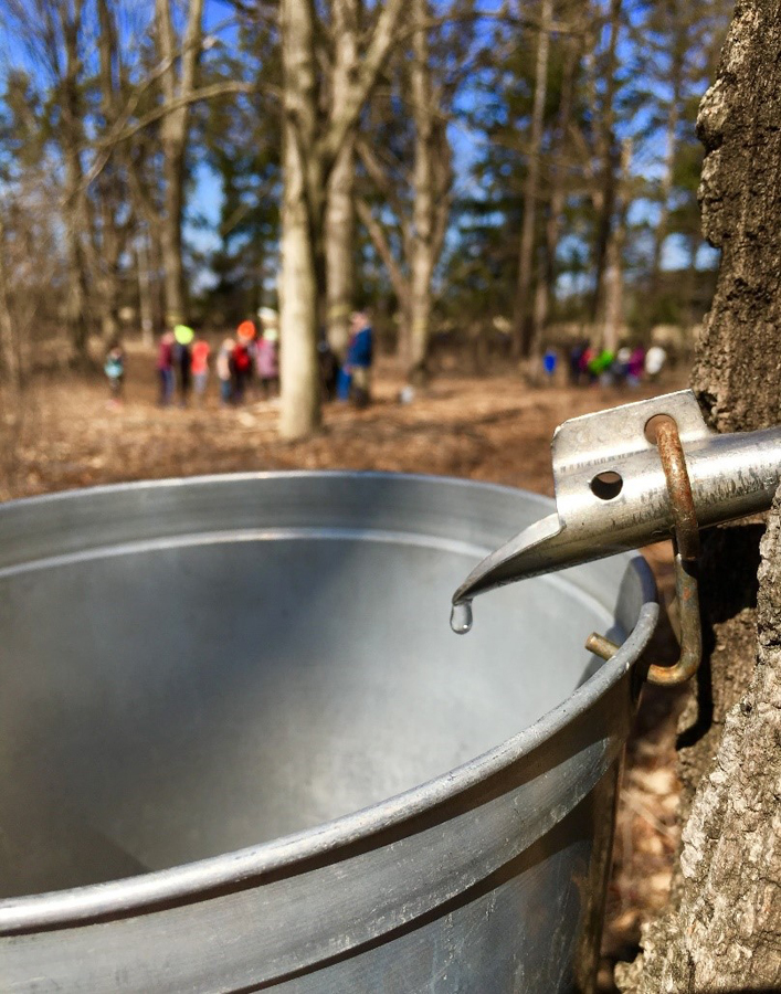 Students participating in the Maple Education Program at the MacKenzie Center gather sap that will be used to make syrup for the center's Maple Fest April 7. - Photo credit: DNR