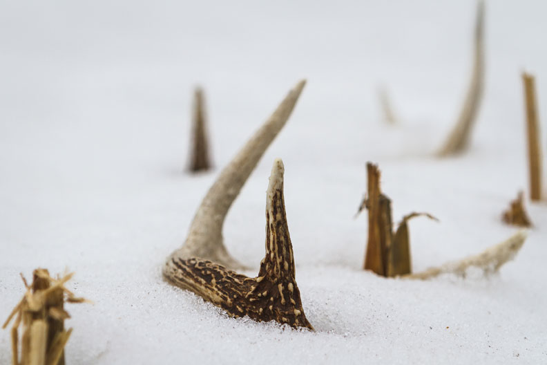 Where to Find Deer Shed Antlers: Feeding Areas
