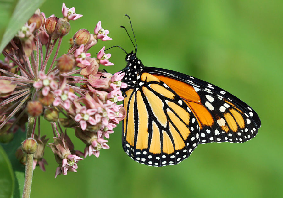 A Monarch butterfly on milkweed. - Photo credit: DNR