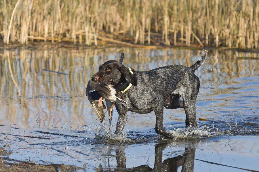 Dog fur and life vests can hide mud, seeds and even small snails. Waterfowl hunters can do their part to make sure they are not transporting aquatic invasive species.  - Photo credit: DNR