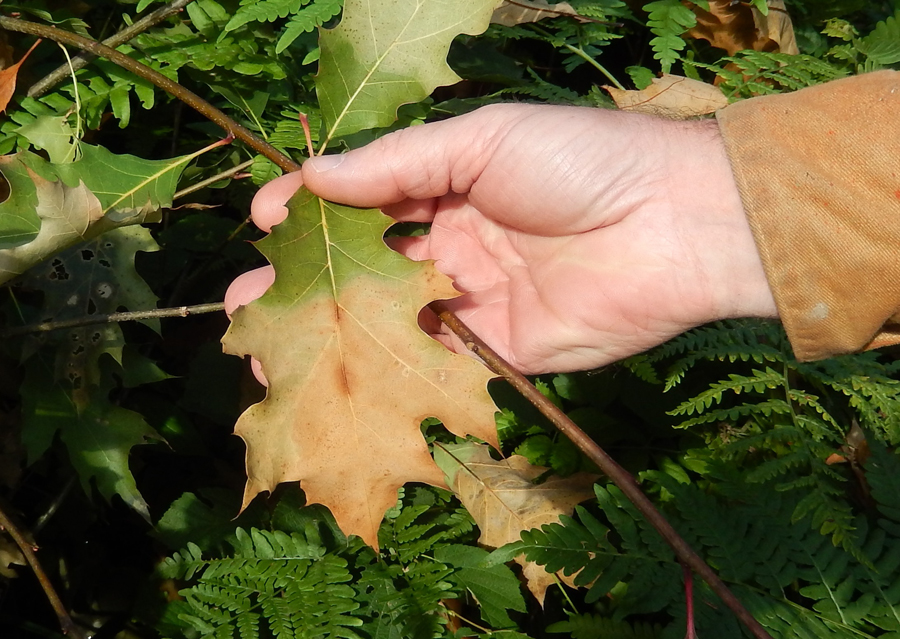 Leaves first appear brown or water-soaked near the edges before rapidly wilting and dropping from the tree.  - Photo credit: DNR