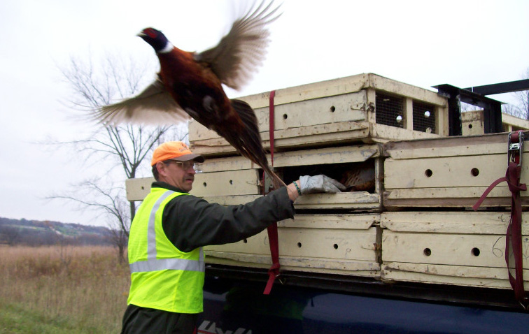 DNR staff will be stocking 2,260 pheasants on eight properties in southern Wisconsin during the week of Dec. 16. - Photo credit: DNR