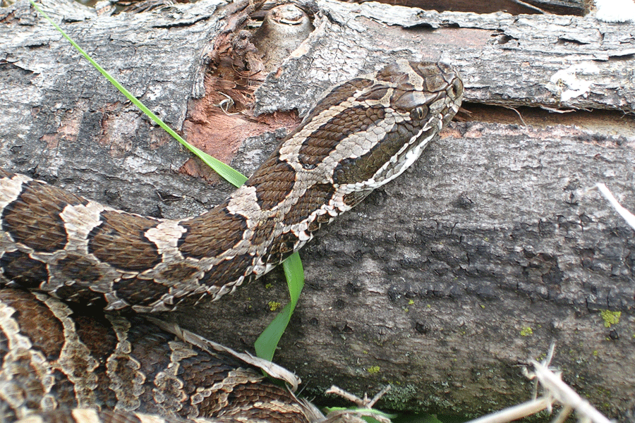 An endangered astern massasauga rattlesnake. - Photo credit: Rori Paliski