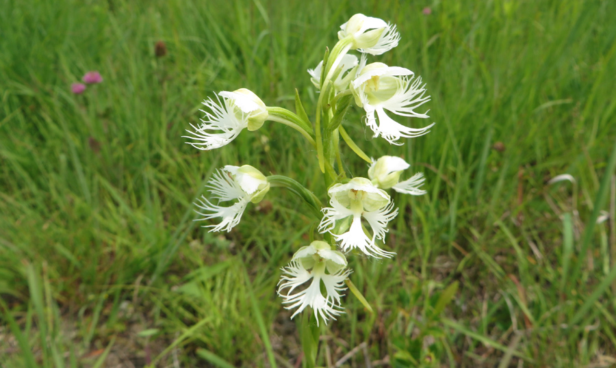 An eastern prairie white fringed orchid, one of the rarest of Wisconsin's 48 orchids. - Photo credit: Rich Staffen