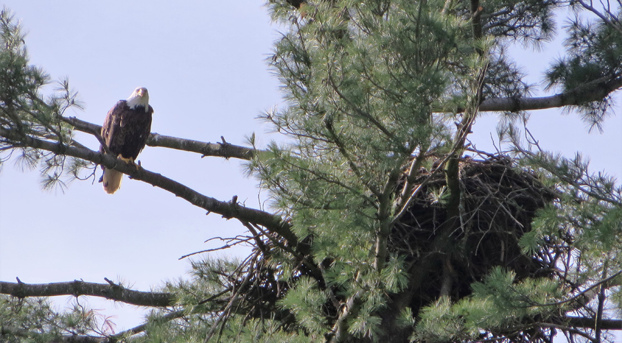 New bald eagle nests were reported by citizens in 2019  - Photo credit: Rich Staffen
