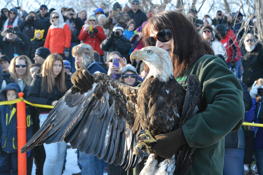 Watch the live release of rehabilitated bald eagles at the Jan. 18 Bald Eagle Watching Days in Prairie du Sac. - Photo credit: Matt Ahrens