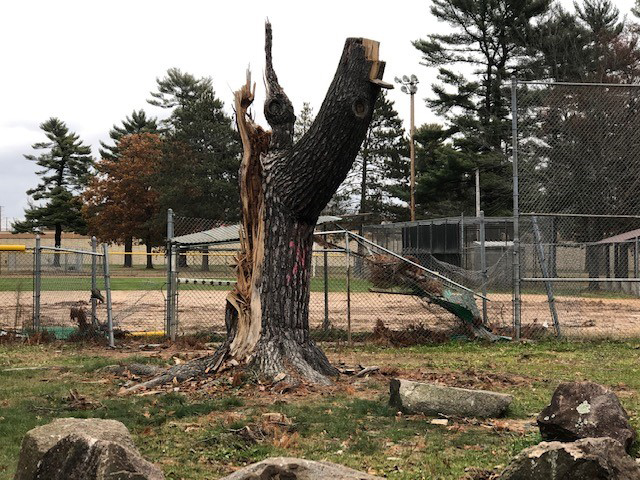 A tree in a Wisconsin Rapids park damaged by last summer's storms. - Photo credit: DNR