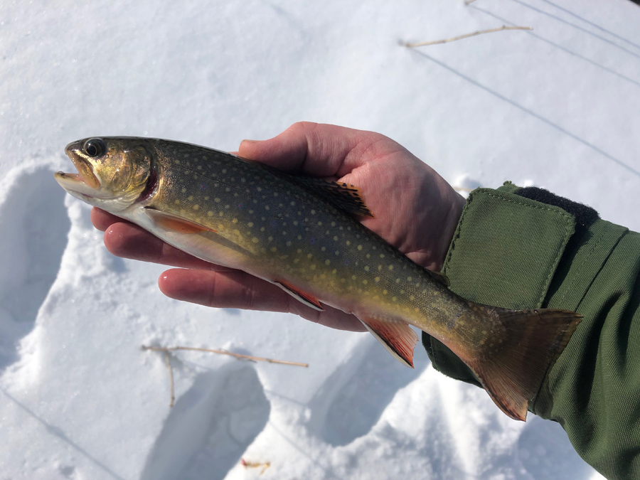 Brook Trout caught during early catch and release season in Richland County.  - Photo credit: Dan Walchak.