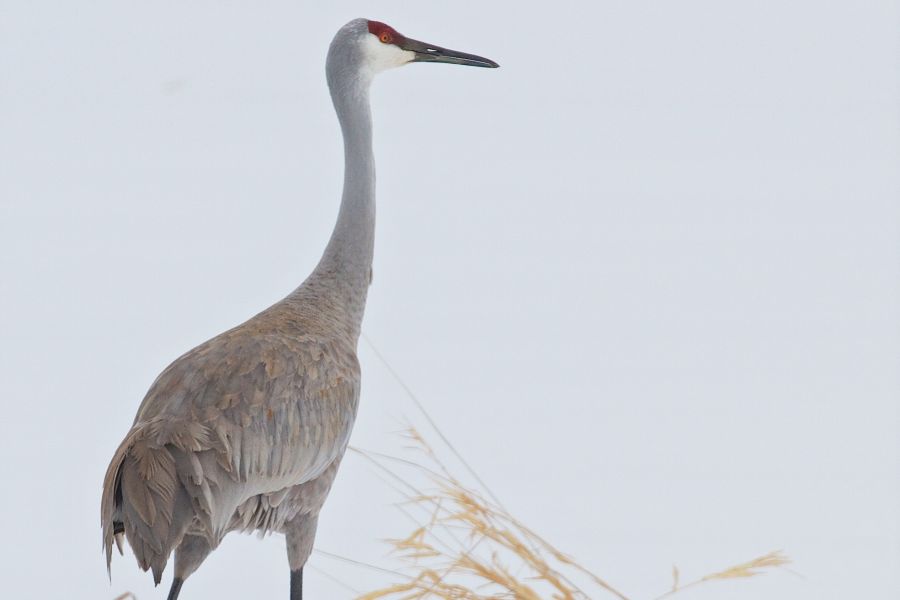 Sandill cranes have started rerturning to Wisconsin. - Photo credit: Jack Bartholmai.