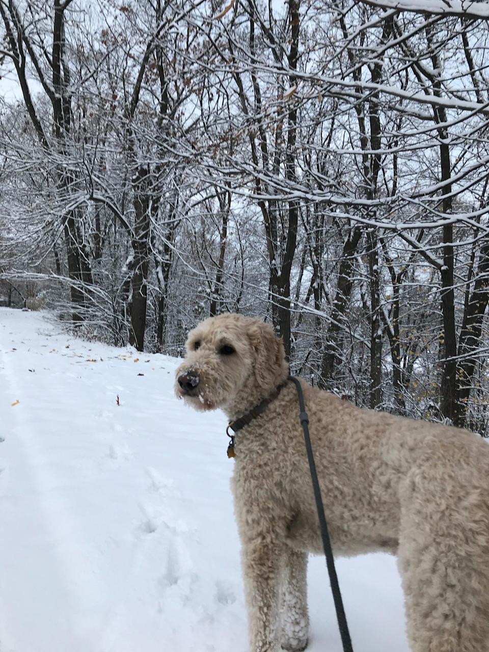Henry greeted Wausau&#39;s first snowstorm with serene acceptance when we went out for a walk Sunday morning.